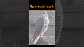 Sparrowhawk pays me a visit birdwatching birdphotography birds raptors hawks gardenbird [upl. by Ynnig]