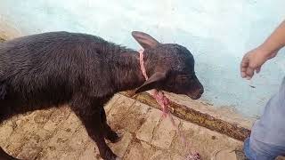 Tetanus in calf l treatment of tetanus l symptoms of tetanus l Dr Umar khan [upl. by Sutsugua]