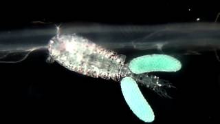 A salp symbiont copepod  Copépode simbionte de uma salpa [upl. by Onairam570]