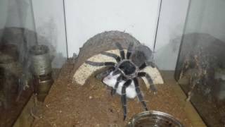 Lasiodora Parahybana vs mouse [upl. by Asennav]