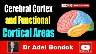 Sulci and Gyri of Inferior and Medial Surfaces of Cerebral Hemisphere Practical  Dr Ahmed Farid [upl. by Ahseined]