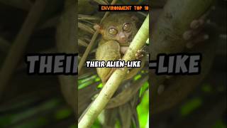 Tarsier🍀🌿🍀🌿🍀🌿🌿🌿🌿 [upl. by Buroker]