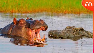 HIPOPOTAMO vs CROCODILO QUEM VENCE ESSA BATALHA Hippo x Crocodile Fight [upl. by Analos]