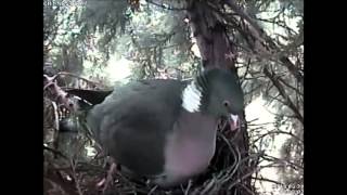 2nd Woodpigeon egg hatches 1435pm 2032014 [upl. by Denison]