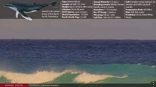 Feb 4 2024 Virtual Whale Watching in Maui Hawaii Humpback Whales [upl. by Bodnar]