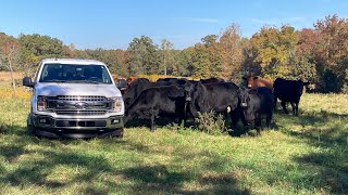 Checking Cattle amp Fences amp Grass Huge Tree Blown Over farmlife cattle cow stormdamage angus [upl. by Atiuqat]