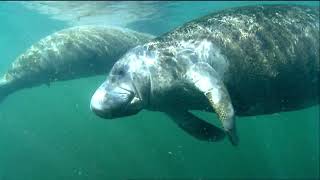 Manatee swimming video [upl. by Nealon]