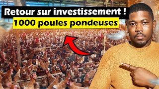 Combien dargent rapporte une ferme de 1000 poules pondeuses [upl. by Elma]