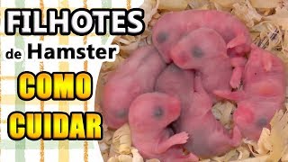 Como Cuidar de Filhotes de Hamster [upl. by Onofredo]