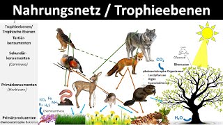 Nahrungsnetz  Nahrungskette  Trophieebenen Biologie Ökologie [upl. by Xer129]