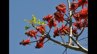 Erythrina Coral Tree Unusual Bonsai [upl. by Enelcaj174]