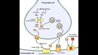 Biosynthesis of Acetylcholine Neurotransmitters  Synthesis Storage Release Function Degradation [upl. by Enirroc]