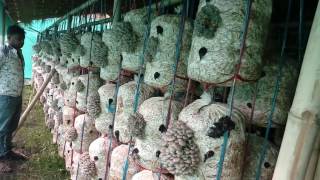 Mushroom Cultivation in india [upl. by Adnic]