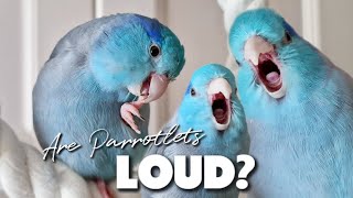 Are Parrotlets LOUD 2 Parrot Talking Sounds ฟอพัส Parrotlets As Pets Forpus Bird [upl. by Diana]