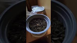 Fast way to Grow 🌱STAGHORN SUMAC🌱 from the Seed Rhus typhina [upl. by Kenneth872]