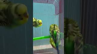 two budgies fighting [upl. by Audri]