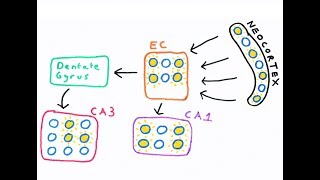 The Hippocampus and episodic memory [upl. by Leizar]