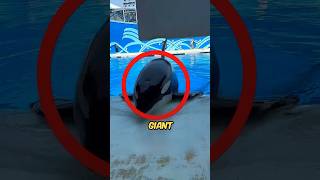 Giant Dolphin Surfaces At Water Park shortsvideo [upl. by Seaden]