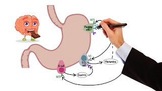 Pharmacology  GASTROINTESTINAL AND ANTIEMETIC DRUGS MADE EASY [upl. by Hartzel]