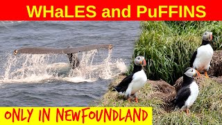 Where You See Nothing But Puffins and WhalesBoat Tour Witless Bay Ecological Reserve Newfoundland [upl. by Blisse151]