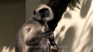 Langur on guard to keep monkeys away at Woodstock school Mussoorie [upl. by Skelton]