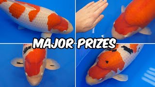 All Japan Koi Show 2024  Major Prize Winners [upl. by Eric]