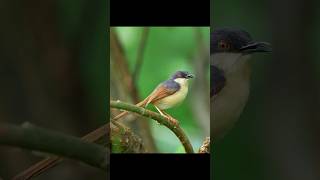 Ashy prinia in wild DNH birds lovebirds nature birdcalling wildlife love birdsoftheworld [upl. by Yenterb]