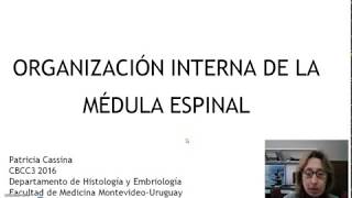 Histología NCR  T11a  Organización interna de la médula espinal 1 [upl. by Blankenship358]