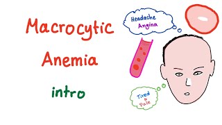 Macrocyctic Anemia Intro [upl. by Gnort]