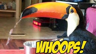 My pet Toucan has a bit of a drinking problem [upl. by Russ479]