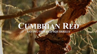 Official Trailer Cumbrian Red  Saving Our Red Squirrels [upl. by Adirf]