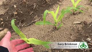 Sulfur Deficiency in Corn [upl. by Eirelam]