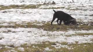 Boykin Spaniel Husker tackles and retrieves Canada Goose [upl. by Cirederf203]