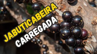 Jabuticabeira carregada [upl. by Keverne]