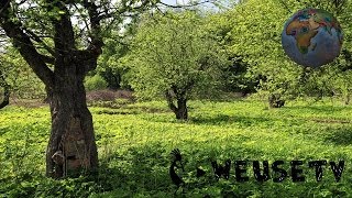 Botanica e giardinaggio  Malattie delle piante da frutto Lorenzo Bonino [upl. by Gregor203]