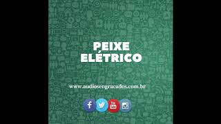 Peixe Elétrico  Áudios Engraçados para Whatsapp [upl. by Thurstan196]