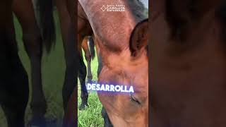 ¿Tu como Alimentas a tus Caballos  Caballo Español [upl. by Tabbitha995]