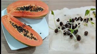 como germinar una papaya en casa FACIL TRUCO sembrar papayas en casa [upl. by Eselahc]