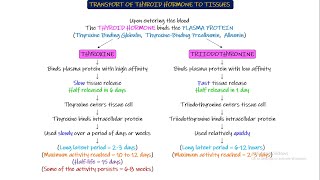 Transport of Thyroid Hormone to tissues Chapter 77 part 3 Guyton and Hall Physiology [upl. by Haram640]