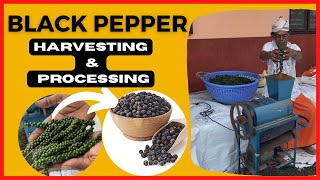 Black Pepper Harvesting and Processing  Complete video from Green to Black  King of spices [upl. by Saref52]