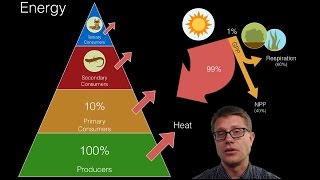 Energy Flow in Ecosystems [upl. by Melina86]