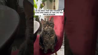 Do you also have that one toxic teacher  shorts cats [upl. by Ahsel]