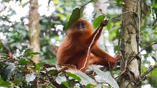 Red Leaf Monkey Presbytis rubicunda [upl. by Hanselka476]