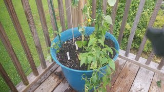 How to interplant beanscucumbers in a containerintercroppingpolyculture [upl. by Nahtnahoj]