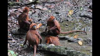 Meet The Salt Lick Licking Monkey Presbytis rubicunda [upl. by Assilanna]