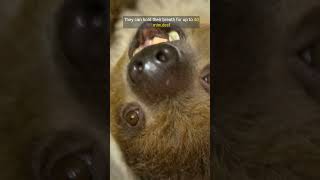 Incredible Sloth Facts The Slow Life of Nature’s Cutest Animals animals sloth slothfacts [upl. by Vincentia159]