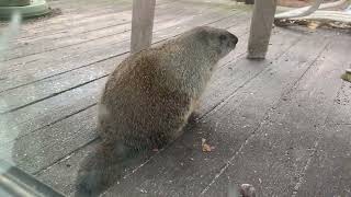 Woodchucks in Rhinebeck [upl. by Rehtul964]