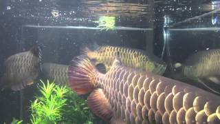 Arowana feeding in planted tank [upl. by Yenwat]