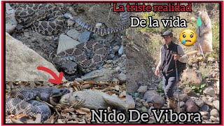 Nido De Viboras Cascabel [upl. by Irrac]