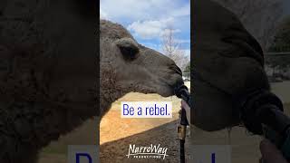 Be a rebel  drink from the hose [upl. by Skerl]